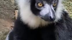 Lemur Hitam Putih: Primata Eksotis Madagaskar yang Terancam Punah