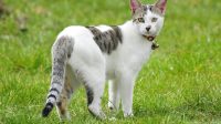 grass-animal-pet-kitten-cat-feline-mammal-child-pets-animals-mammals-vertebrate-dog-breed-cute-cat-dog-like-mammal-small-to-medium-sized-cats-cat-like-mammal-saarloos-wolfdog-dog-breed-group-1044952.jpg