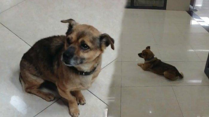 Anjing Setia Menunggu Pemiliknya Berjam-jam: Video Mengharukan yang Viral di Medsos