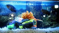 water-biology-fish-fauna-reef-aq-20230823015050.jpg